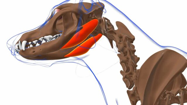 Digastric muscle Dog muscle Anatomy For Medical Concept 3D