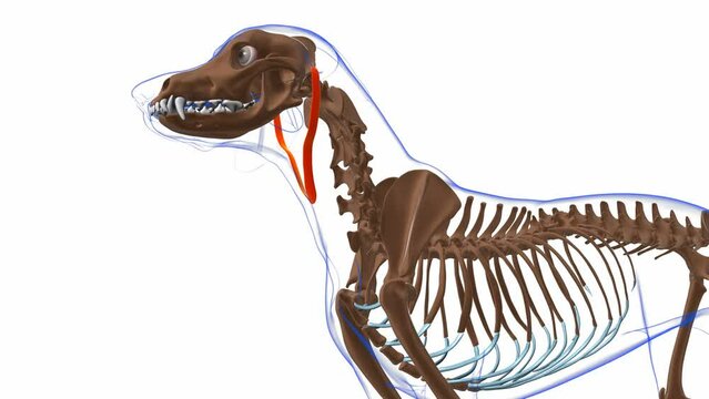 Depressor Auris muscle Dog muscle Anatomy For Medical Concept 3D