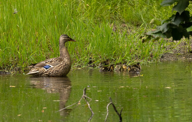 Stockenten Mama wacht über Nachwuchs