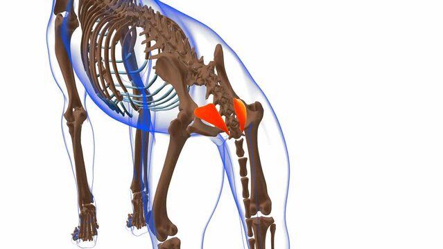 Coccygeus muscle Dog muscle Anatomy For Medical Concept 3D Animation
