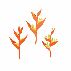 Heliconia flowers. Blooming tropical plants. Vector illustration isolated on white background.