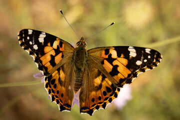 Schmetterling