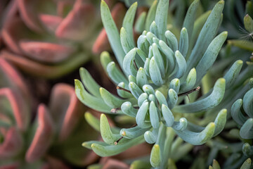Fototapeta premium Francesco baldi plant also knowns as succulents plant. Backgrounds