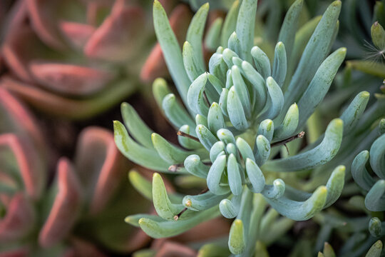 Francesco baldi plant also knowns as succulents plant. Backgrounds
