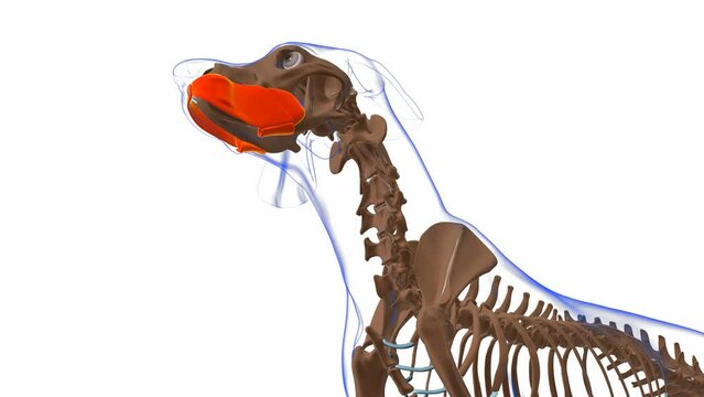 Buccinator muscle Dog muscle Anatomy For Medical Concept 3D