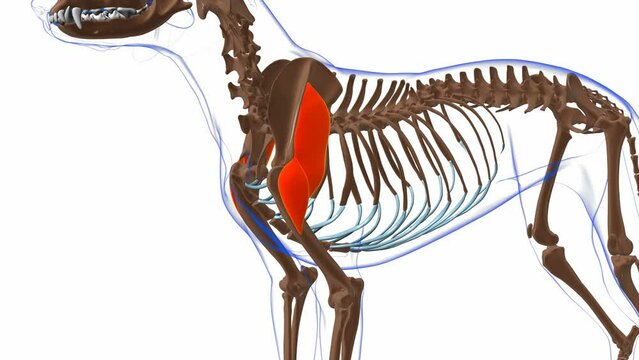 Deltoideus muscle Dog muscle Anatomy For Medical Concept 3D