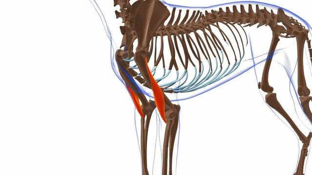 Brachialis muscle Dog muscle Anatomy For Medical Concept 3D