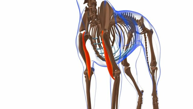 Biceps Brachii muscle Dog muscle Anatomy For Medical Concept 3D
