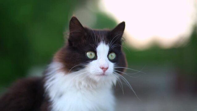 Funny black and white domestic cat outdoors