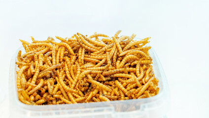 Snack insect in a plastic bowl. Mealworms crustaceans tenebrio molitor, freeze-dried for snacking. Fried worms. Roasted mealworms