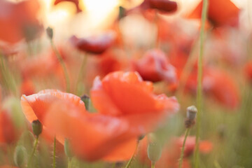 Sunrise with poppies in the sun. Poppy flower. Beautiful field of red poppies in the sunset light.
