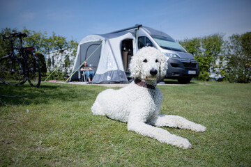 Hund, weißer Pudel, liegt auf einem Campingplatz vor einem Wohnmobil