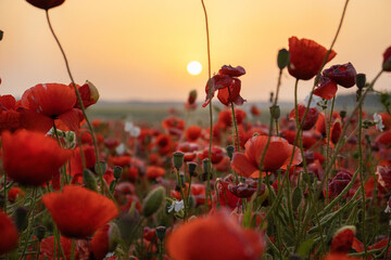 Sunrise with poppies in the sun. Poppy flower. Beautiful field of red poppies in the sunset light.