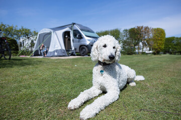Hund, weißer Pudel, liegt auf einem Campingplatz vor einem Wohnmobil