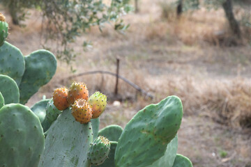 Opuntia cactus in Sardinian landscape of dried up grass , and olive trees in the background