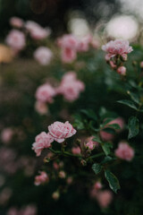 pink flower in the garden