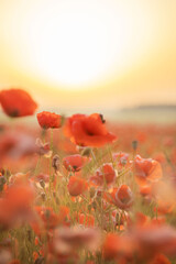 Sunrise with poppies in the sun. Poppy flower. Beautiful field of red poppies in the sunset light.