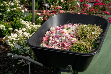 Black cart filled with pink roses, pile of rose petals in the garden