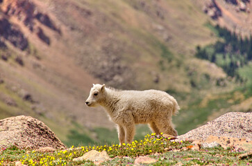 baby mountain goat on Mt. Evans Colorado