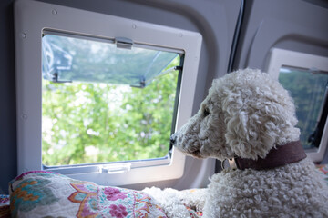 Hund , Pudel, liegt im Wohnmobil auf dem Bett und schaut aus dem Fenster