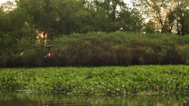Exploring the jungle at sunset. Traveling by boat along the river. View of the green aquatic plants Eichornia azurea and crassipes waterlilies.