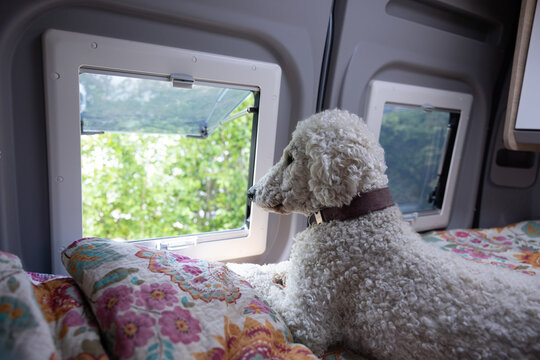 Hund , Pudel, liegt im Wohnmobil auf dem Bett und schaut aus dem Fenster