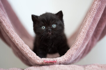 Britisch Kurzhaar Kitten Katze edel und imposant
