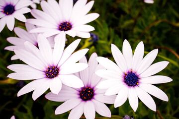pink and white daisies © EMN