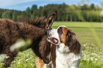 Cute animal friends: A pretty miniature donkey and a saint bernard dog interacting together