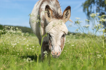 Portrait of a cute miniature donkey on a pasture in summer outdoors