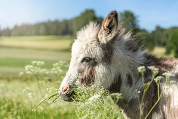 Schilderijen op glas Portrait of a cute miniature donkey on a pasture in summer outdoors © Annabell Gsödl