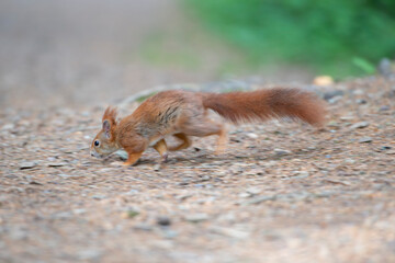 Kleines süßes Eichhörnchen im Lauf fotografiert