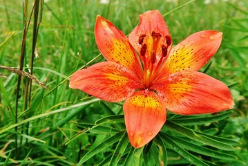 Feuerlilie, Lilium bulbiferum © Franz Gerhard