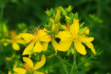 yellow flowers of St. John's wort grow in the garden. medicinal plants concept