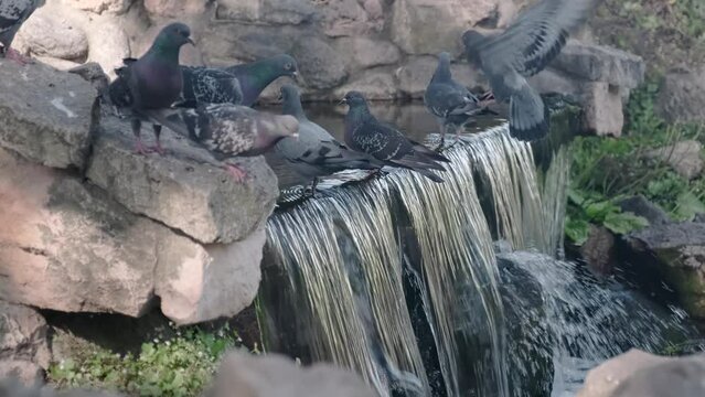 pigeons on an artificial waterfall. The birds are sitting on the stone. Wildlife scene.