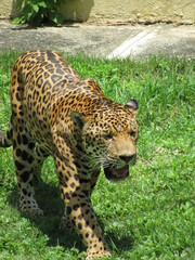 Jaguar