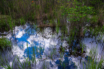 湿原の水に映る爽やかな青空