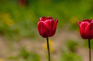 Obraz premium Tulips are bright red and yellow, delightful flowers in the garden. Photos on a sunny summer day.
