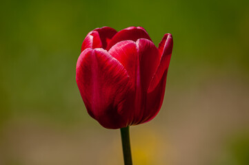 Tulips are bright red and yellow, delightful flowers in the garden. Photos on a sunny summer day.