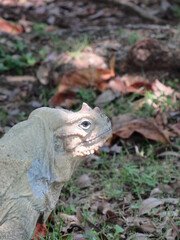 Iguana Rinoceronte
