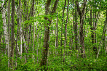 Fototapeta premium 静かな初夏の唐花見湿原
