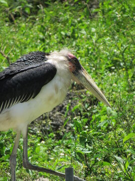 Marabou Stork