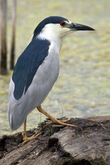 Black Crowned Night Heron