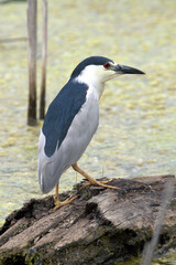 Black Crowned Night Heron