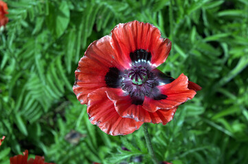 Oriental Poppy