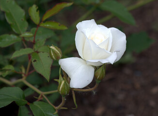 White Garden Rose