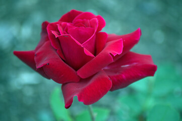 Red Garden Rose