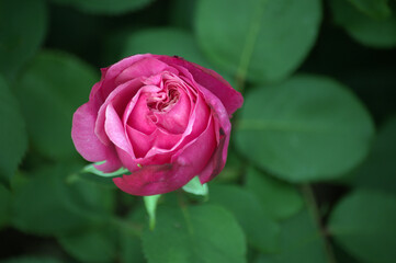 Pink Garden Rose