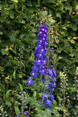 Larkspur