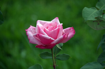 Pink Garden Rose